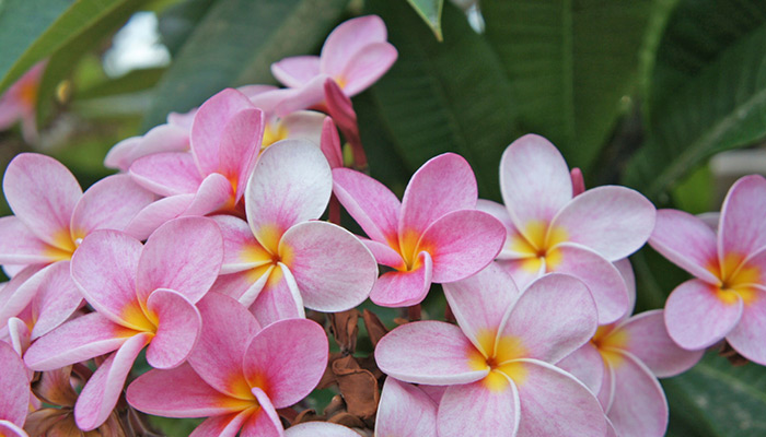 BI:JU Gran Canaria Ferienwohnung Blumen